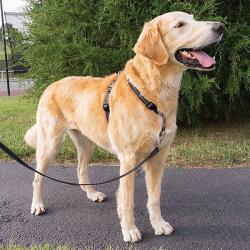 PetSafe 3 in 1 Harness and Car Restraint kutyahám " L"