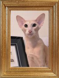 Marek & Darek Klasszikus képkeret falra és elhelyezésre 13x18 Camila 3cm (5904996597016)