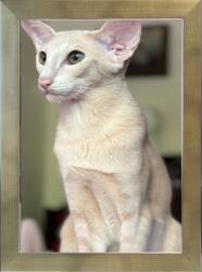 Marek & Darek MID Keret Készen Áll A Felhelyezésre Vagy Felakasztásra Fotó 10X15 Titán 20 MM (5904996596996)