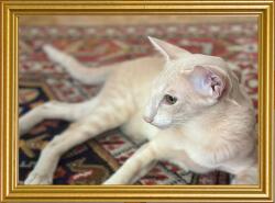 Marek & Darek MID Keret Készen Áll A Felhelyezésre Vagy Felakasztásra Fotó 10X15 Hullám Arany (5904996592493)