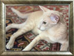 Marek & Darek MID Keret Készen Áll A Felhelyezésre Vagy Felakasztásra Fotó 10X15 Garden Ezüst (5904996595074)