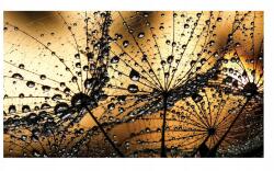 Wallarena 3D fotótapéta Pitypang Virágok Nappali XXL 312x219 (CA1008VEXXL)