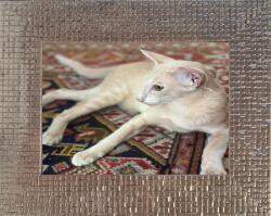 Marek & Darek Falra Akasztható És Elhelyezhető Keret 13x18 ezüst (5901554529571)