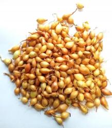  Hagyma Füst Tavaszi Sárga Wolska II 1000 g (cebula dymka wiosenna wolska II polska 1000g)