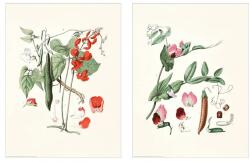 IKEA Botanikai Poszter Ikea Bild 2DB 30x40cm (604.860.94)