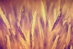 agmART Fotótapéta Virágok Kalászok Gabonafélék Rét (Fototapety agmART)