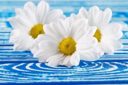 agmART Fotótapéta Virágok Fehér Gyönyörű Nappali (Fototapety agmART)