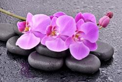 agmART Fotótapéta Spa-ba, Orchidea Virágok, Kövek (Fototapety agmART)