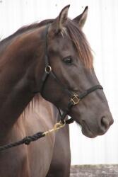 agmART Fotótapéta Állatok Barna Ló 360x240 (Fototapety agmART)