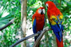 agmART Fotótapéta Két Papagáj Állatok Papagájok 360x240 (Fototapety agmART)