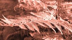 agmART Fotótapéta Páfrány Levelek Pálmafák Természet 360x240 (Fototapety agmART)