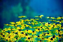 agmART Fotótapéta Virágok Tisztás Rét Sárga Virágok (Fototapety agmART)