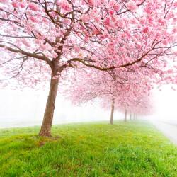 agmART Fotótapéta Táj Virágzó Fa Fű Köd (Fototapety agmART)