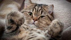 agmART Fotótapéta Macska Állatok Természet Cica 395x280 (Fototapety agmART)