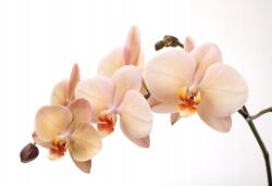 agmART Fotótapéta Orchidea Ekrü Gyönyörű Nappali (Fototapety agmART)