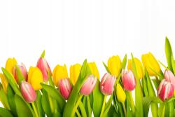 agmART Fotótapéta Virágok Tisztás Tulipánok 3D (Fototapety agmART)