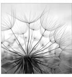 agmART Fotótapéta Pitypang Mag Pitypang A Szobában (Fototapety agmART)