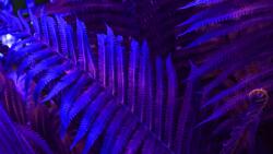 agmART Fotótapéták Növények Páfrány Levelek Pálmafák 260x180 (Fototapety agmART)