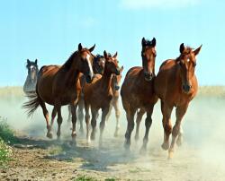 agmART Fotótapéta Barna Ló Természet Vágtázó Lovak (Fototapety agmART)