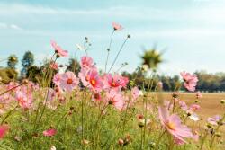 agmART Fotótapéta Mezei Virágok Kilátás Nappali (Fototapety agmART)