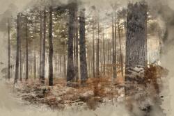 agmART Fotótapéta Erdő Köd Fák Kilátás páfrányokkal 380x256 (Fototapety agmART)