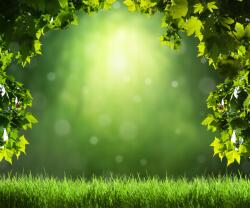 agmART Fotótapéta Kilátás Táj Fű Tisztás Levelek (Fototapety agmART)