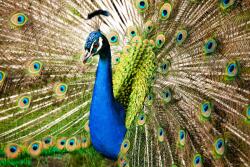 agmART Fotótapéta Állatok Páva Tollak 260x180 (Fototapety agmART)