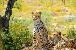 agmART Fotótapéta Természet Állatok Leopárdok (Fototapety agmART)