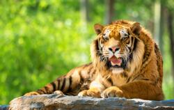 agmART Fotótapéta Erdő Tigris Természet Állatok (Fototapety agmART)