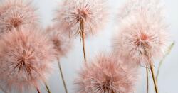 agmART Fotótapéta mezei pitypang virágok 200x130 (Fototapety agmART)