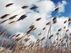 agmART Fotótapéta Virágok Rét Mező Kalászok (Fototapety agmART)