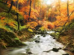 agmART Fotótapéta Táj Kilátás Patak Erdő Ősz (Fototapety agmART)