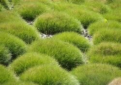 DobreNasiona. pl Gautier Csenkesz (festuca Gautieri)