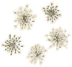  Szárított Virág - White 09