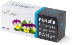 Véritable Lingot Pansy - BIO