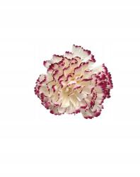 Wera Szegfűfej 8 cm krémszínű, rózsaszín szegélyekkel (KW-A960B#19)