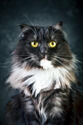  Öntapadó és mosható falikép Cat9, 150 x 205 cm