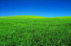  Öntapadó és mosható fali tapéta Natura109, 200 x 150 cm