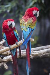  Öntapadó és mosható falfestmény Birds9, 150 x 205 cm