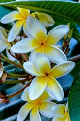  Öntapadó és mosható fali tapéta Flori93, 300 x 200 cm