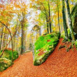  Öntapadó és mosható falfestmény Padure29, 250 x 150 cm