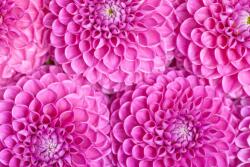  Öntapadó és mosható fali tapéta Flori76, 200 x 150 cm