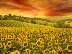  Öntapadós tapéta Sunset over napraforgó, 300 x 250 cm