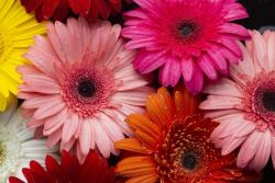  Öntapadó és mosható falfestmény Flori158 Tarka gerberák, 200 x 150 cm