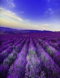  Öntapadó és mosható fali tapéta Levendula1, 150 x 205 cm