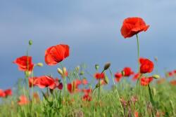  Öntapadó és mosható fali tapéta Virágok30, 300 x 200 cm