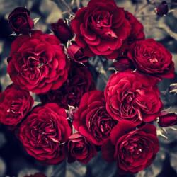  Öntapadó és mosható falfestmény Flori31, 250 x 200 cm