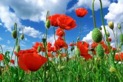  Öntapadó és mosható fali tapéta Flori75, 250 x 150 cm