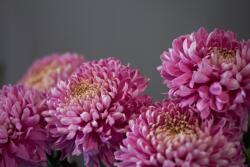  Öntapadó és mosható fali tapéta Flori99, 250 x 200 cm