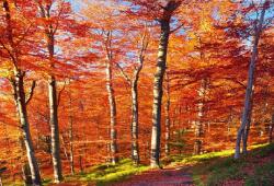  Öntapadó és mosható falfestmény Késő ősz, 400 x 250 cm